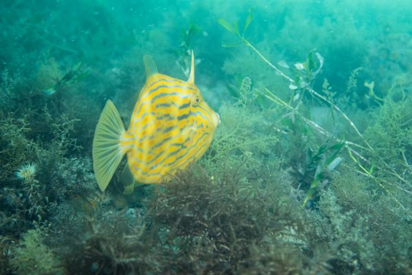 Flinders Pier - Media 8