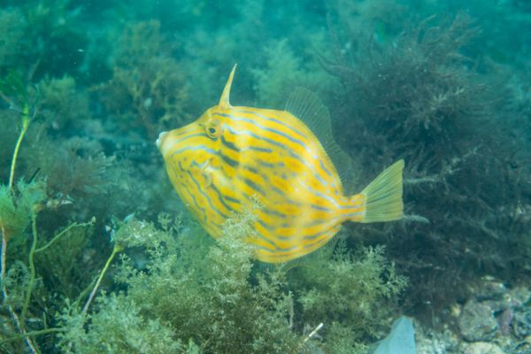 Flinders Pier - Media 9