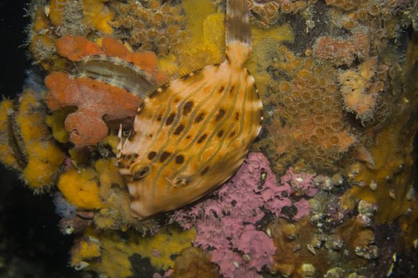 Mosaic Leatherjacket - Edithburg Pier - Undated - Dive 0
