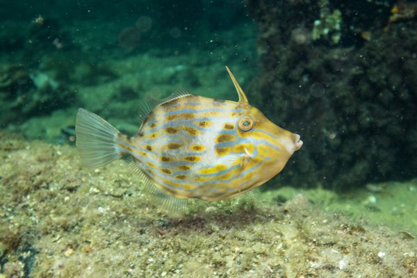 Mosaic Leatherjacket - Busselton, WA - 14 March 2026 - Dive 2 - Busselton Jetty