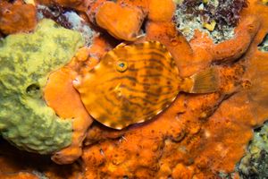 Blairgowrie Marina dive