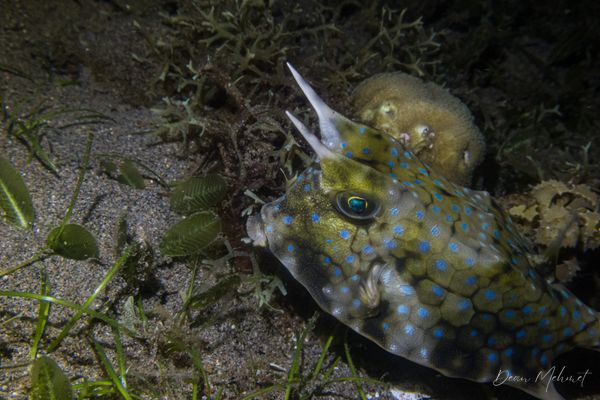 Longhorn Cowfish
