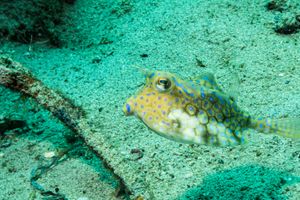 Thornback Cowfish