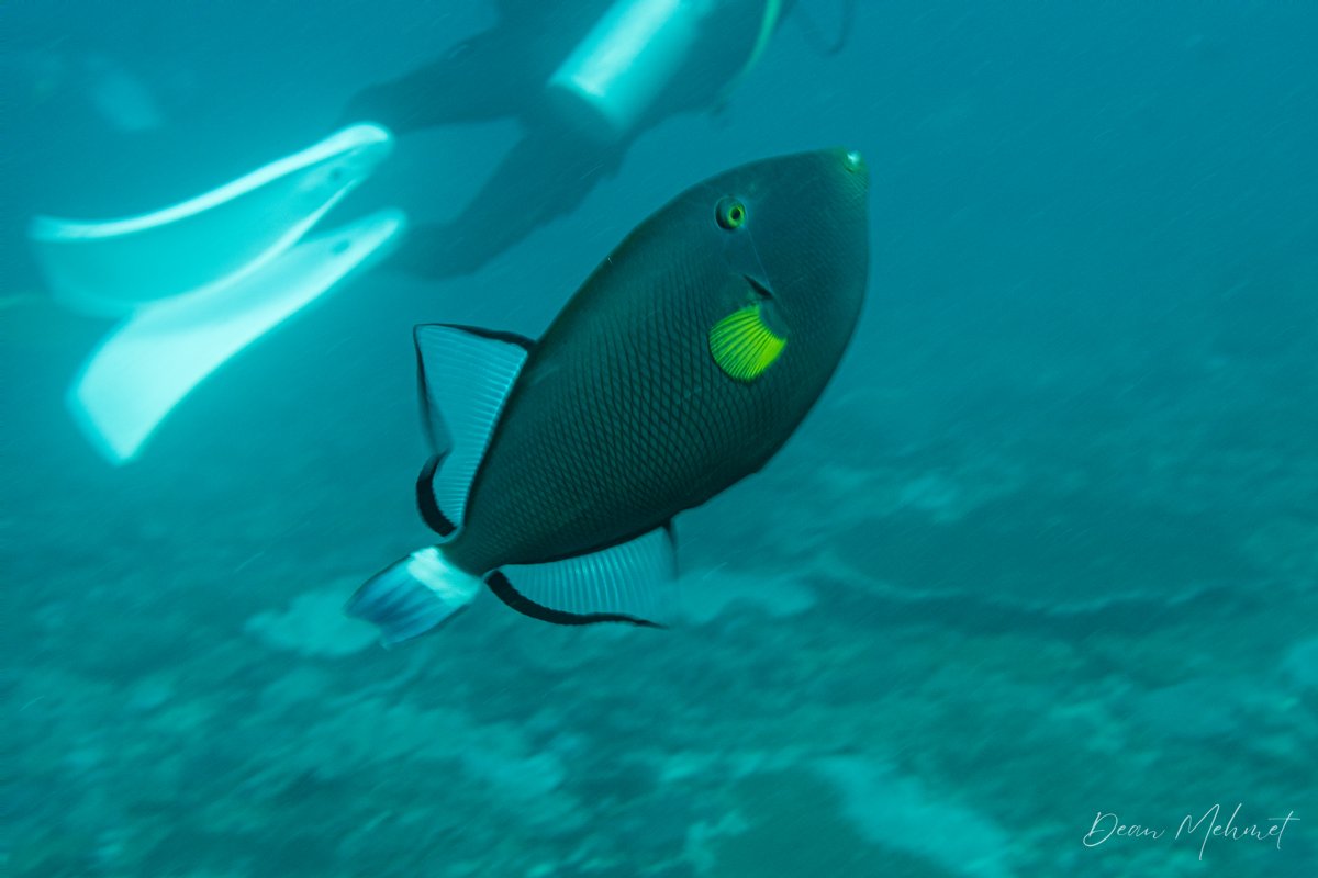 Pinktail Triggerfish hero image