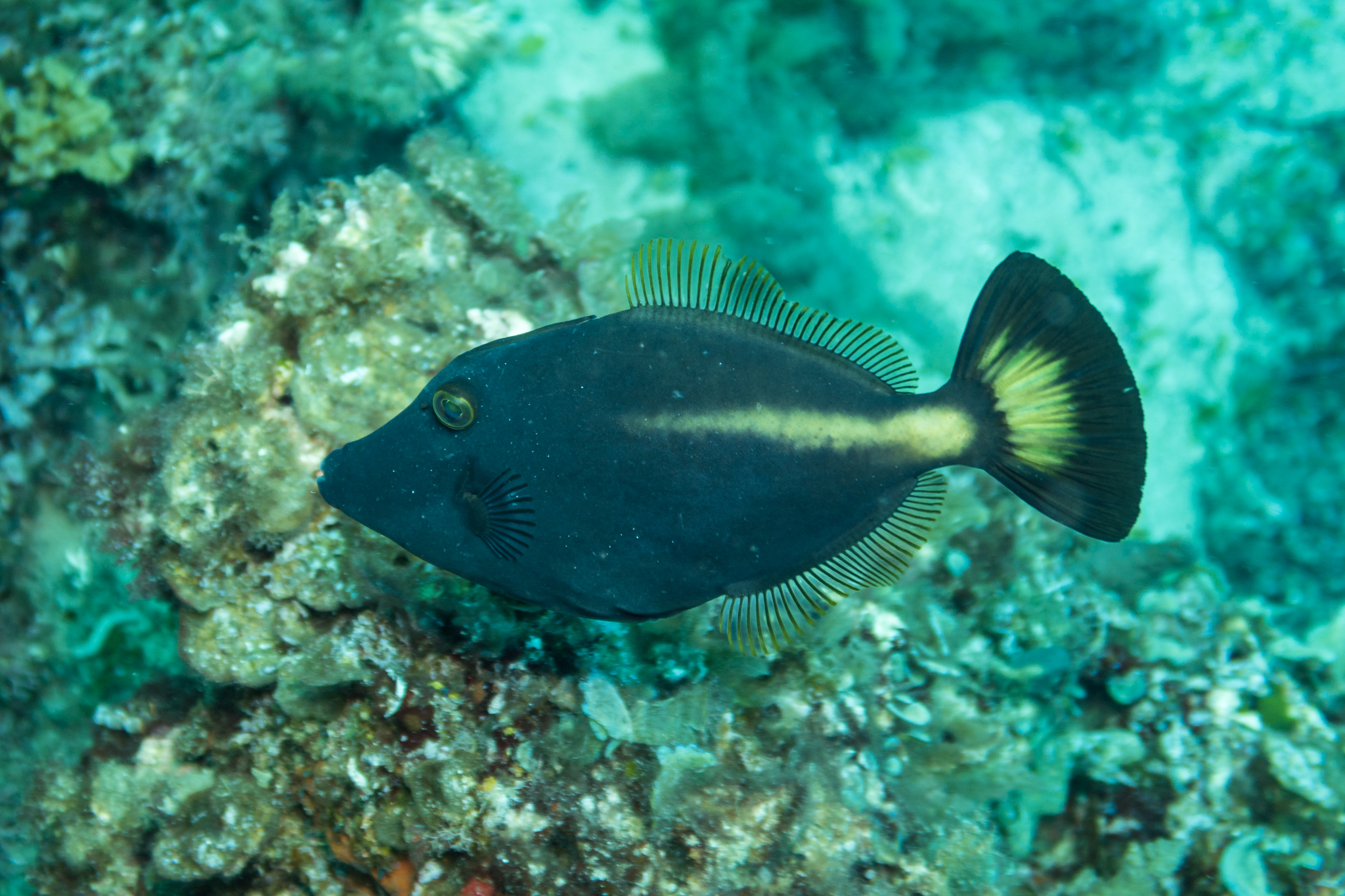 Yellowstriped Leatherjacket