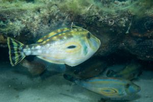 Blairgowrie dive