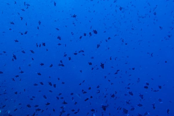 Redtooth Triggerfish