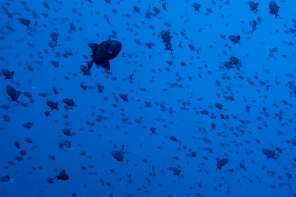 Redtooth Triggerfish