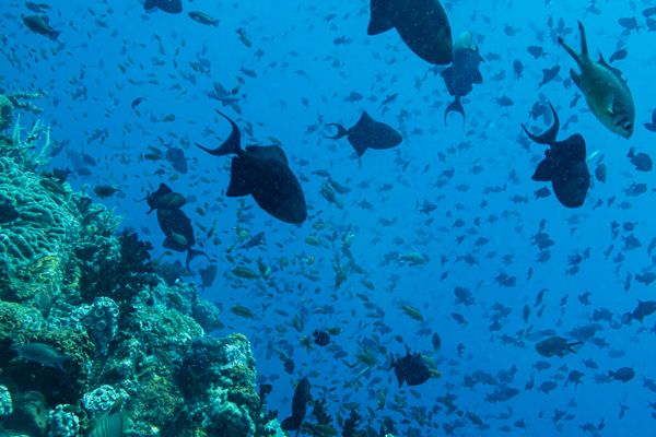 Redtooth Triggerfish