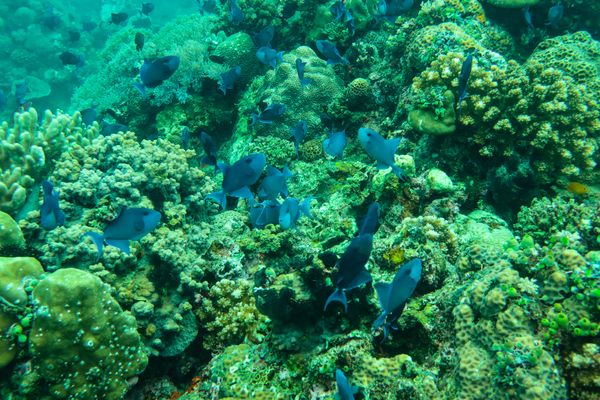 Redtooth Triggerfish - Anilao - 12 June 2025 - Dive 1
