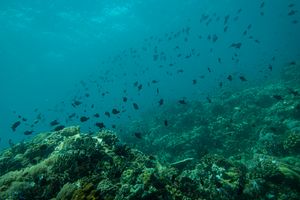 Redtooth Triggerfish