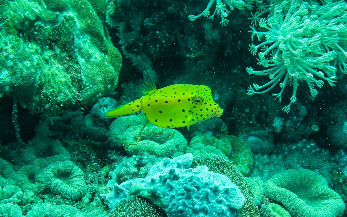Yellow Boxfish