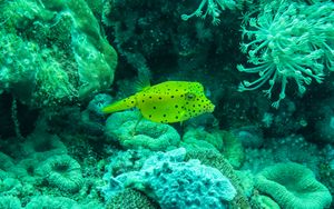 Yellow Boxfish
