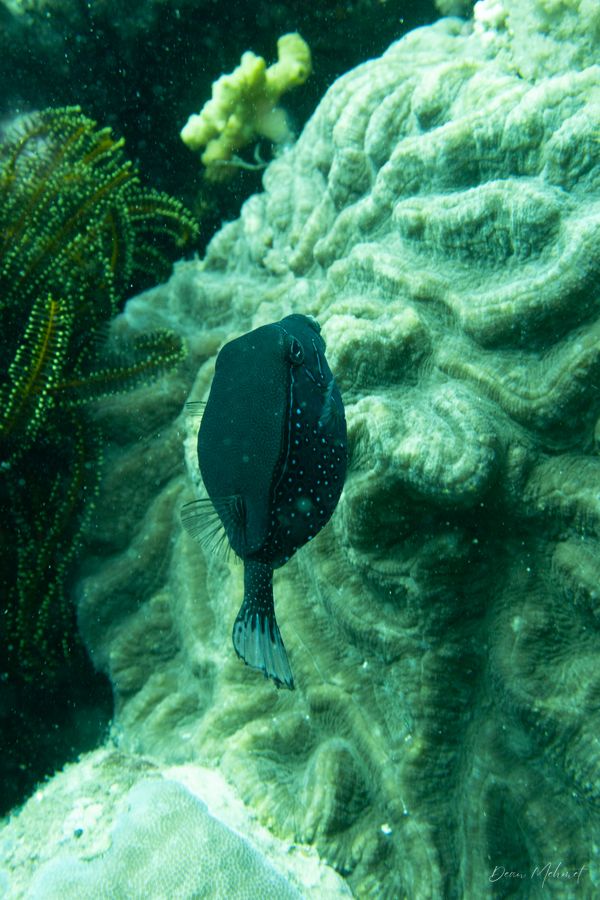 Striped Boxfish