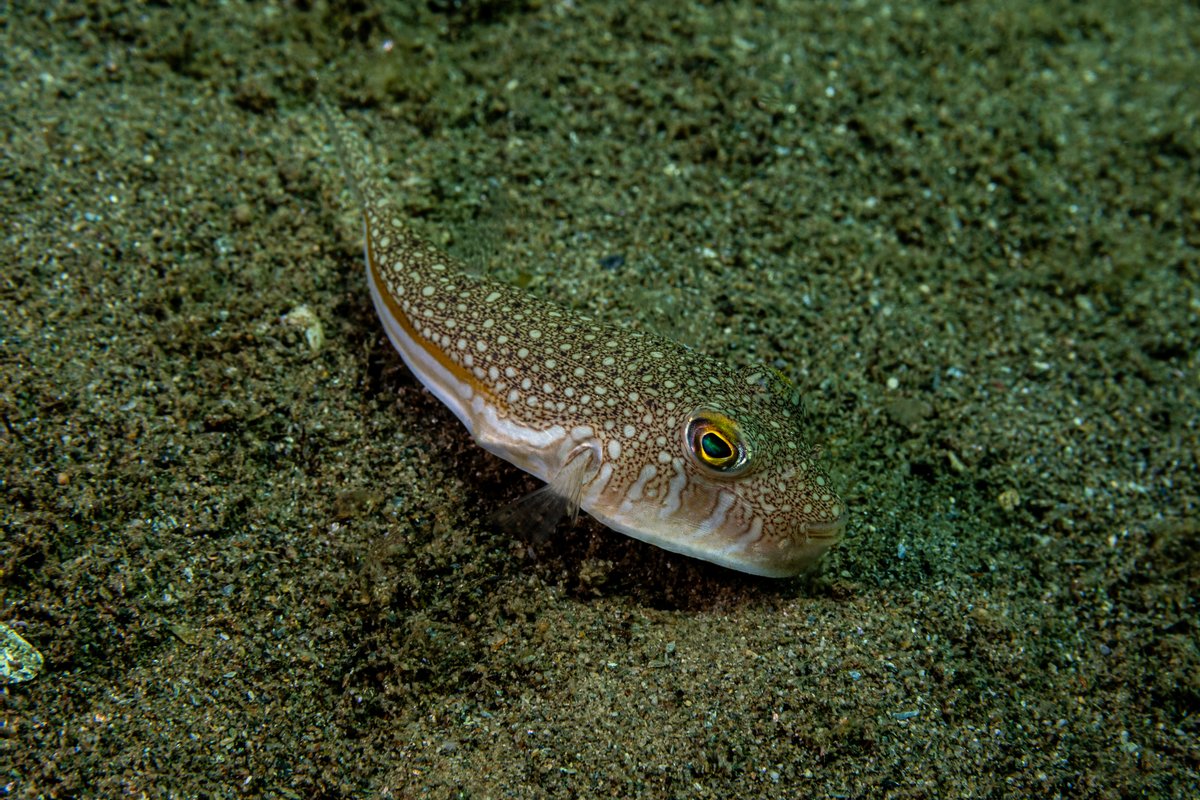 Flavimaculosus Puffer hero image