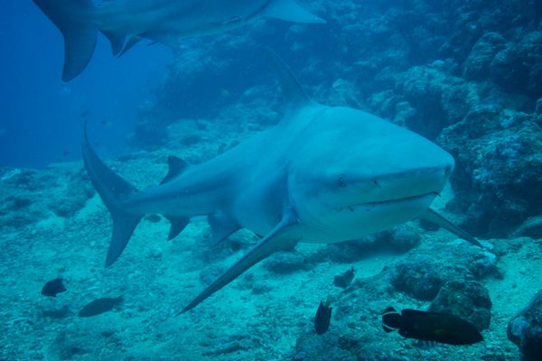 Bull Shark - Beqa - 8 June 2025 - Dive 0