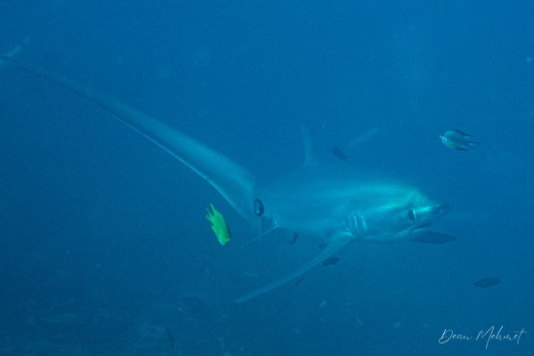 Pelagic Thresher Shark - Malapascua, PH - 4 August 2026 - Dive 1 - Kimud Shoal