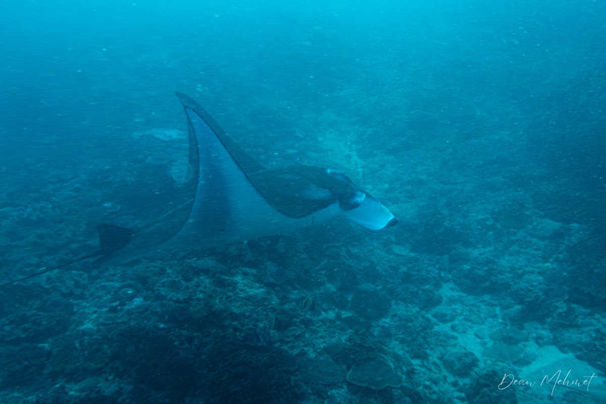 Reef Manta Ray hero image