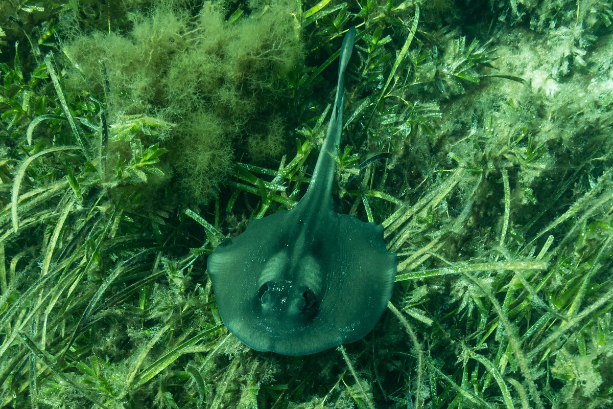 Striped Stingaree hero image