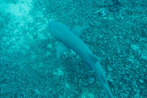 Tawny Nurse Shark from Fiji - 2024