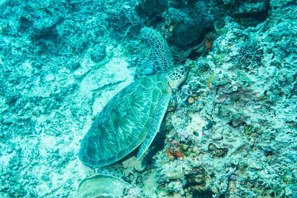 Green Sea Turtle - Photo 2