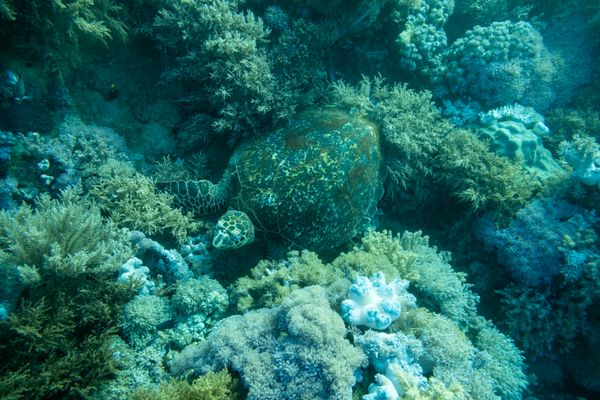 Monkey Beach encounter 3