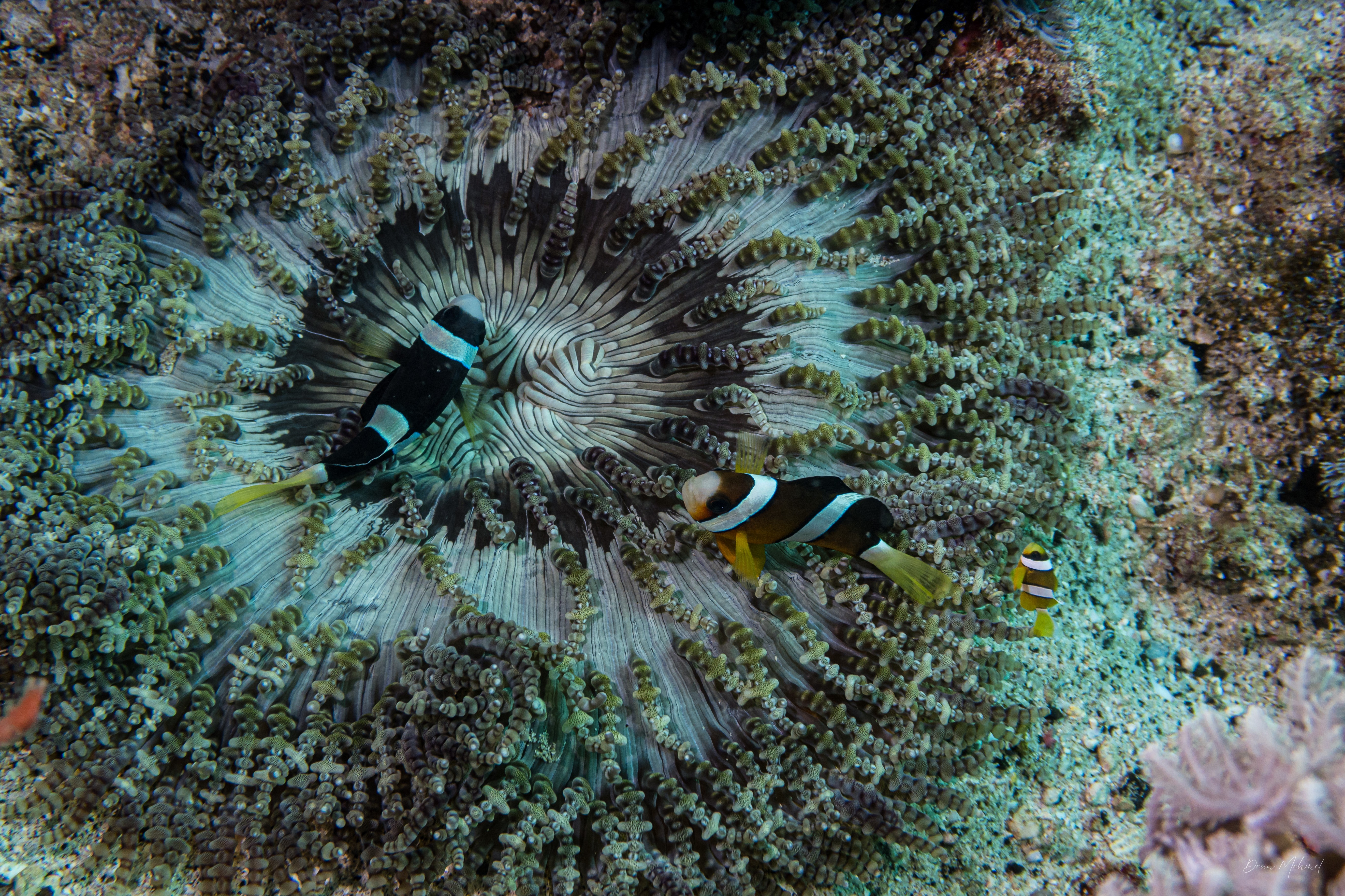 Beaded sea anemone