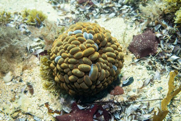 Flinders Pier - Media 7