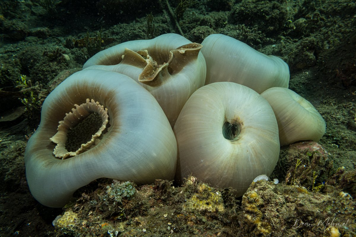 Elephant Ear Anemone hero image