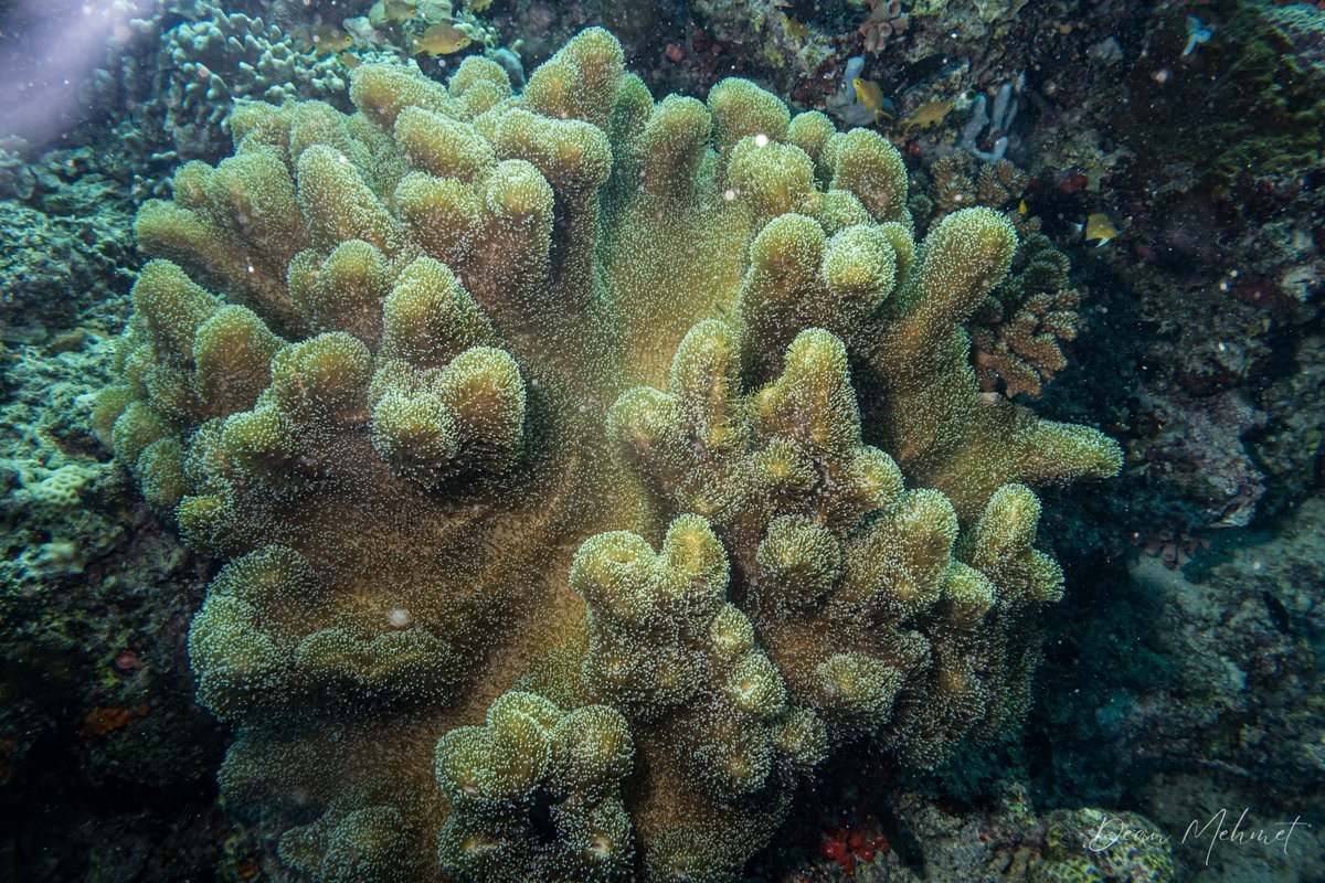 Devil's Hand Corals hero image