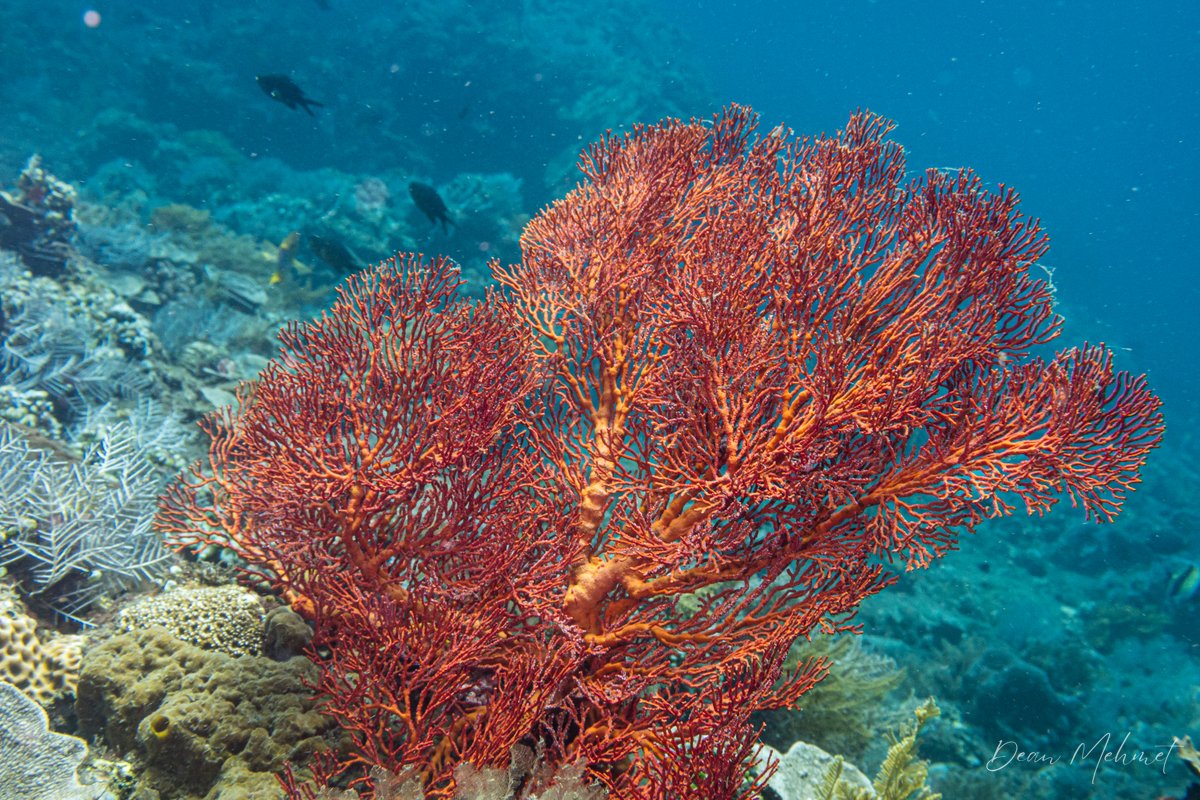 Knotted Fan Coral hero image
