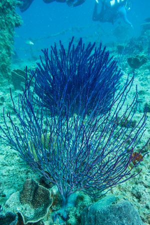 Bushy sea whips