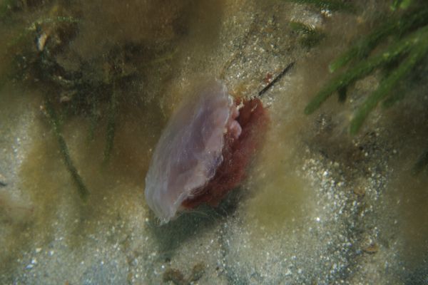 Blairgowrie - Media 3