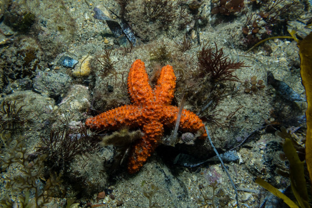 Granular Sea Star hero image