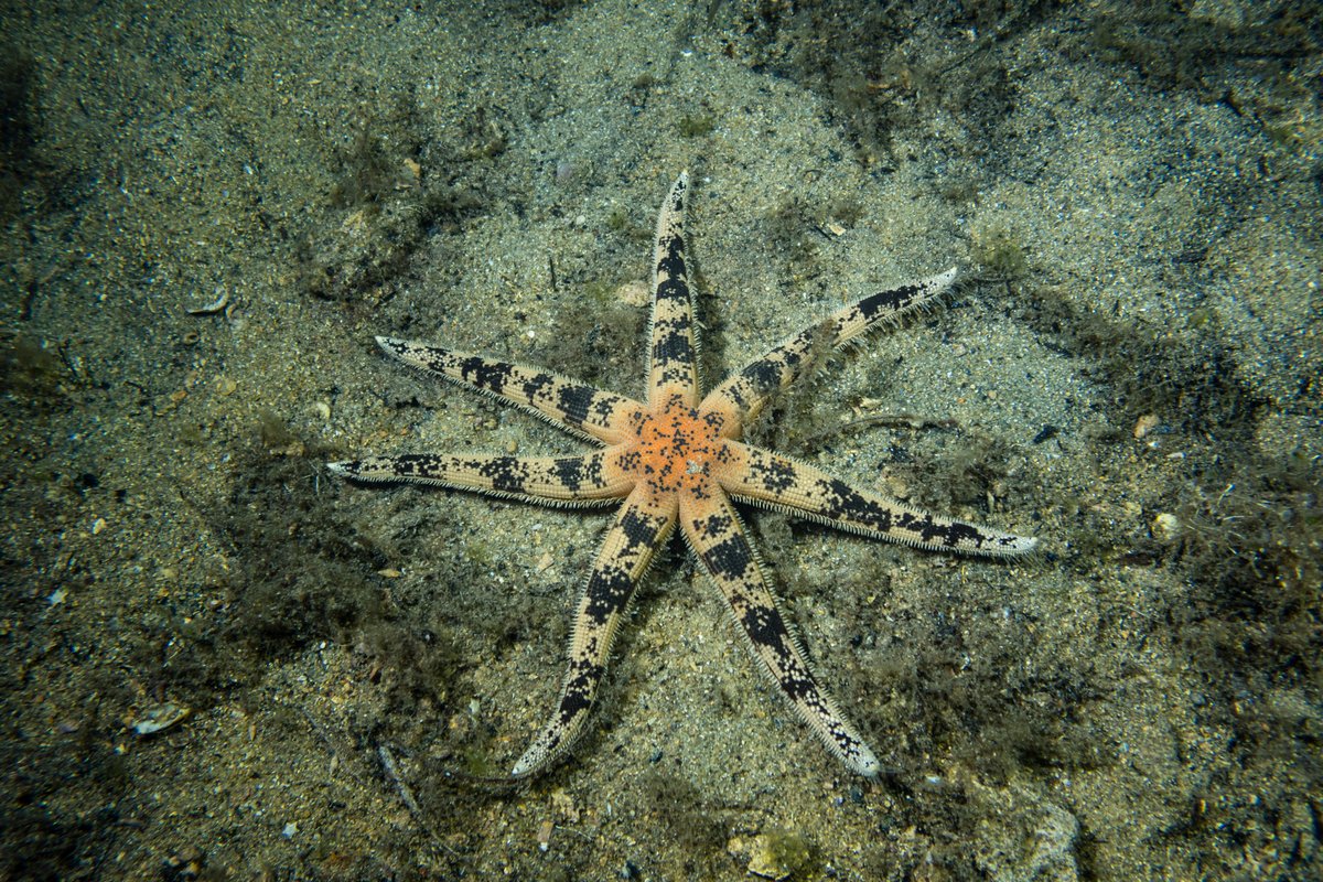 southern sand star