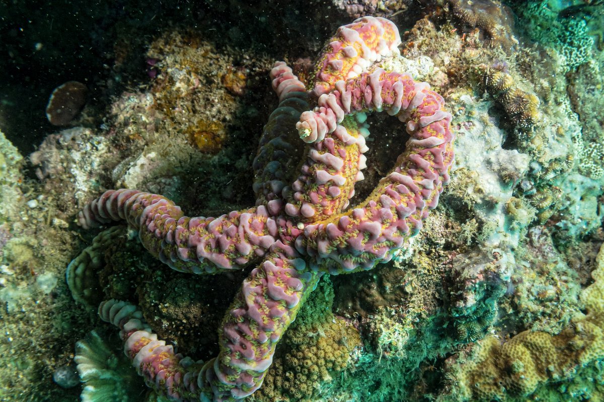 Nodular Sea Star
