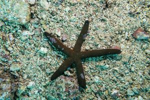 Echinoderms representative species