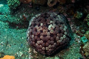 Valvatidan Sea Stars representative species