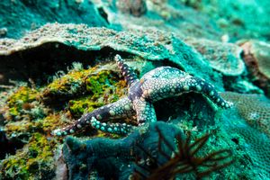 Valvatidan Sea Stars representative species