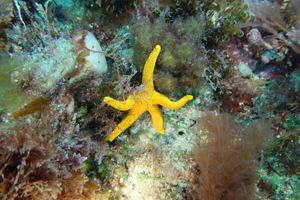 Lonsdale Arches dive