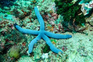 Blue Linckia from Anilao