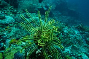 Sea Lilies representative species