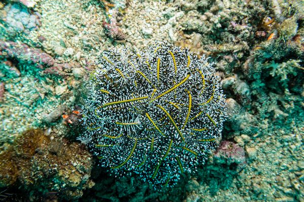 Variable Bushy Feather Star