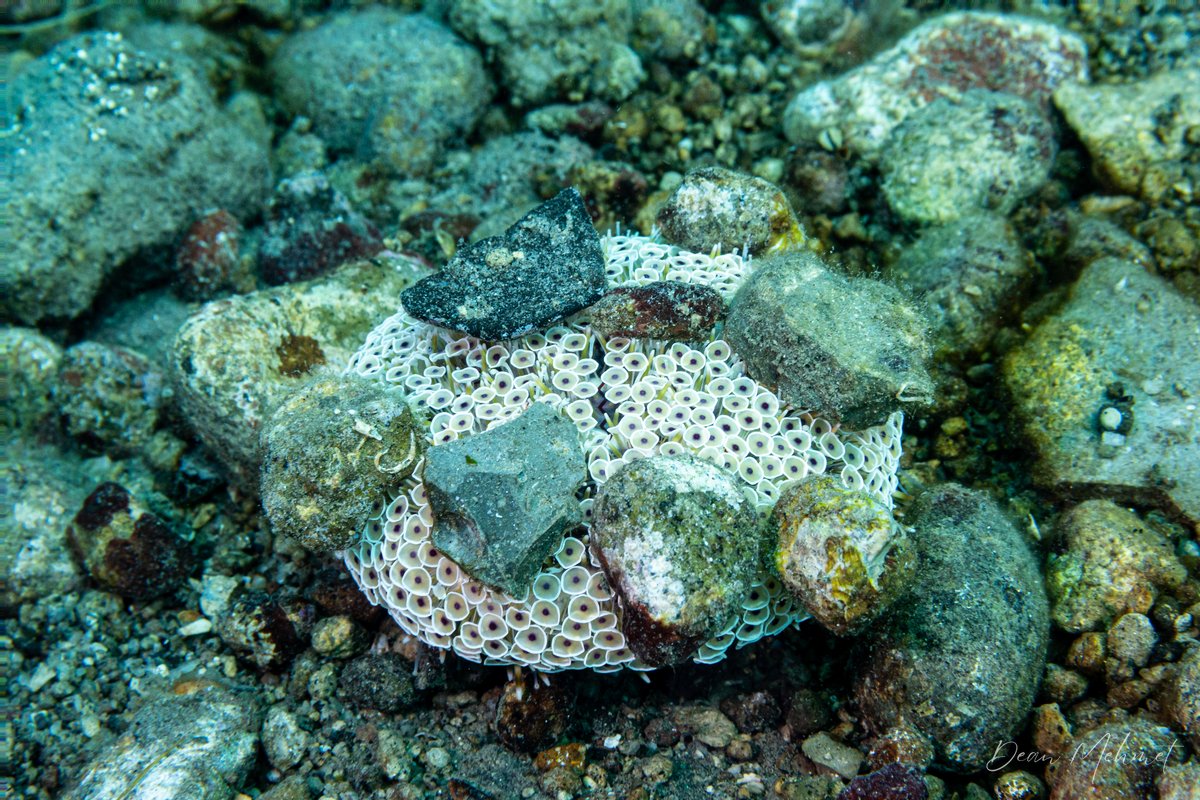 Rose Flower Urchin hero image
