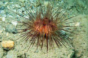 Sea Urchins, Sand Dollars, and Heart Urchins representative species