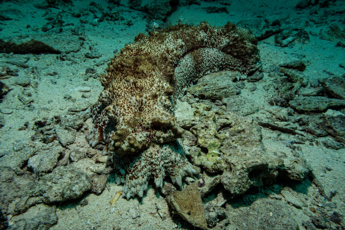 Amberfish Sea Cucumber hero image
