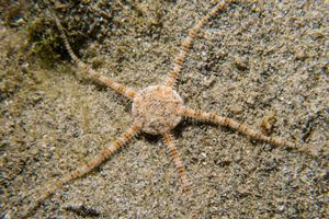 Blairgowrie Marina dive