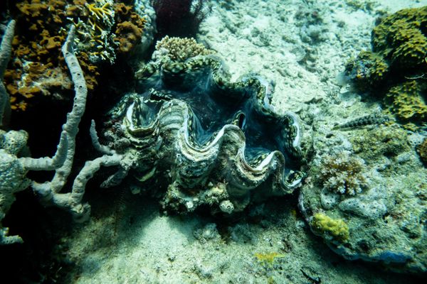 Fluted Giant Clam