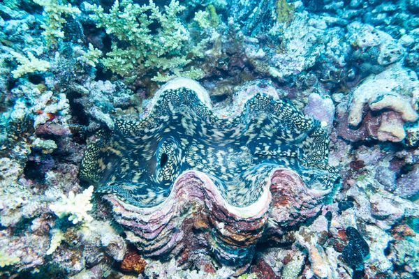 Fluted Giant Clam - Espiritu Santo, Vanuatu - 10 August 2025 - Dive 11 - Bokissa Reef