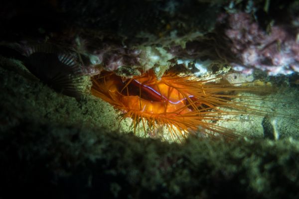 Fantasea Reef encounter 15